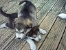 Pups 34.jpg